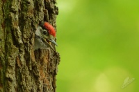Strakapoud velky - Dendrocopos major - Great Spotted Woodpecker 4849